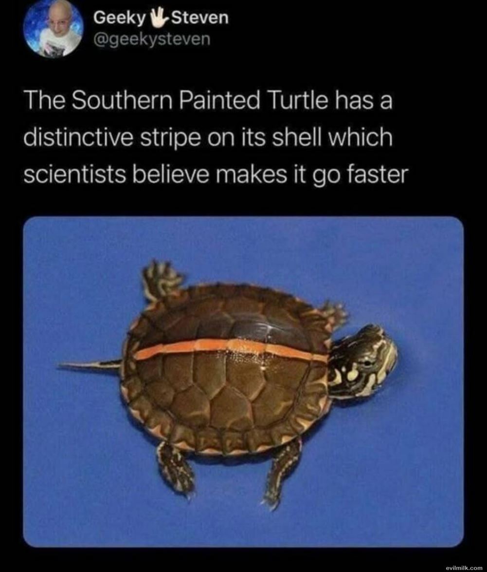 The Stripe