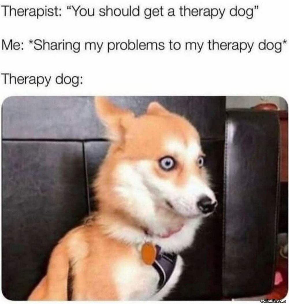 Therapy Dog