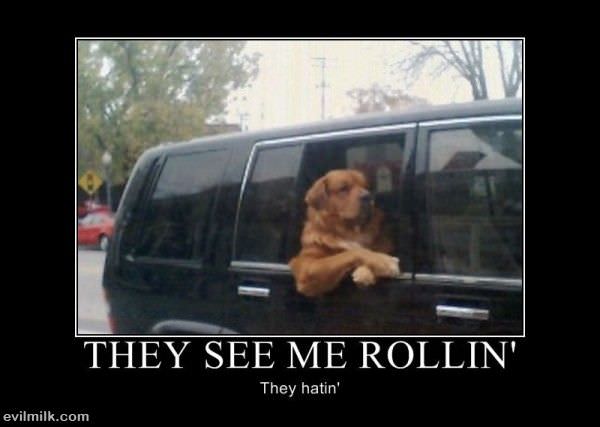 They See Me Rollin