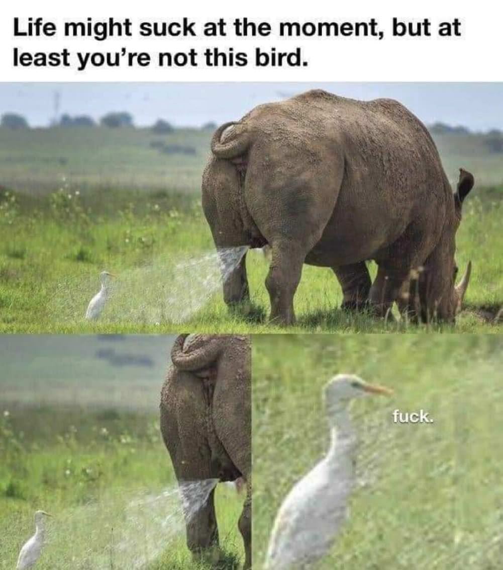 This Bird
