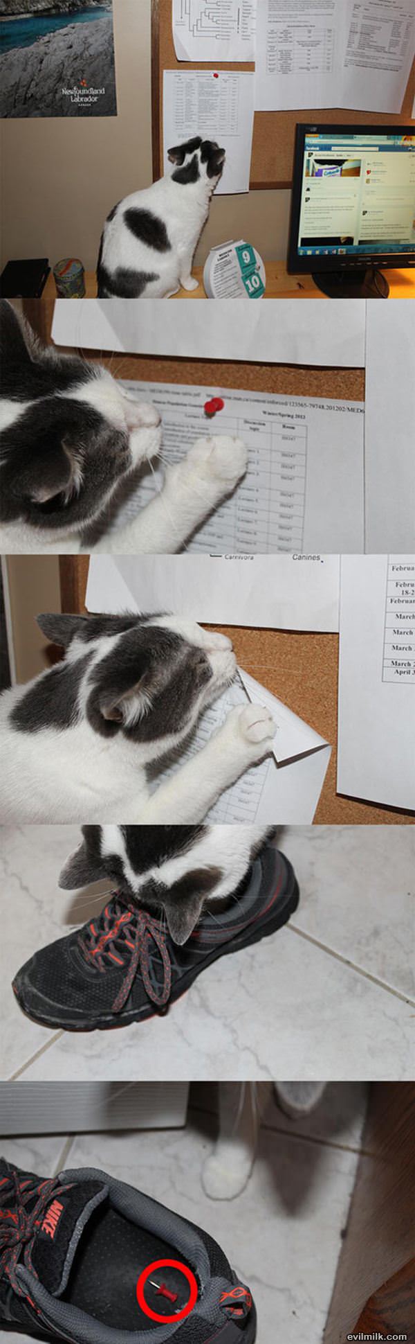 This Cat