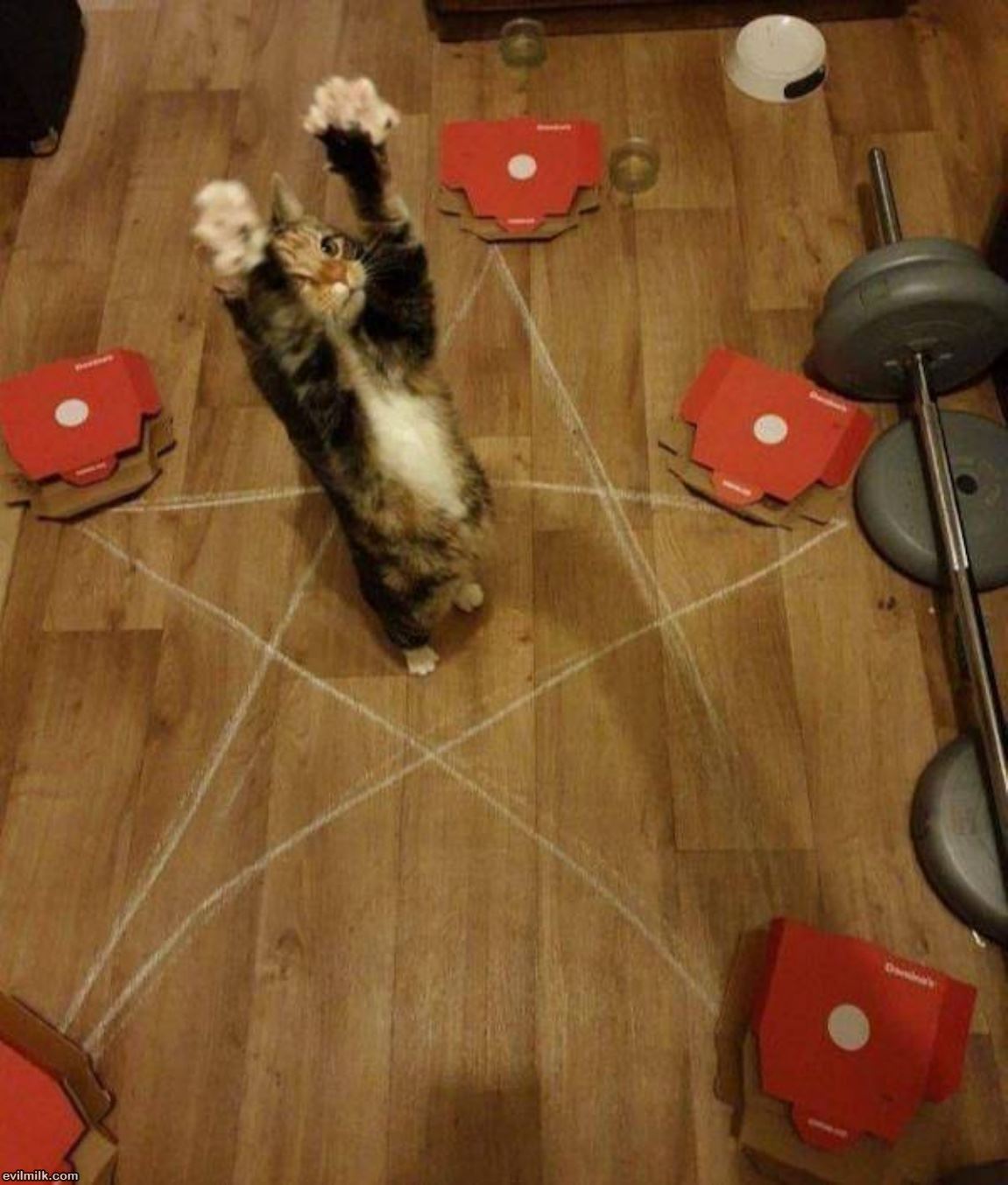 This Cat Gets It