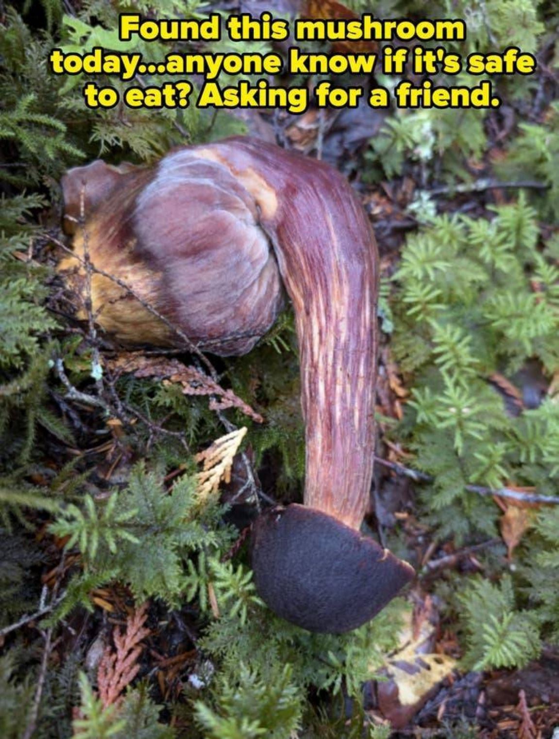 This Mushroom