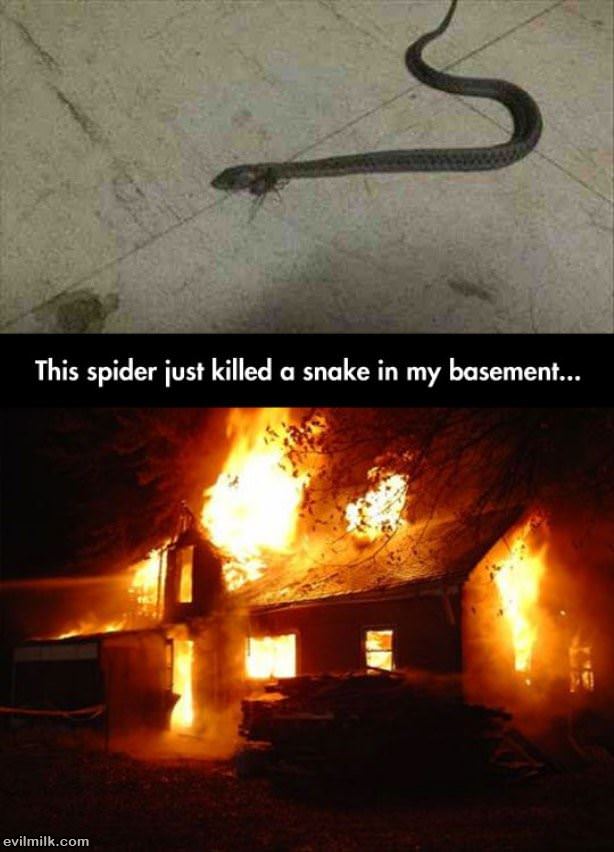 This Spider Killed A Snake