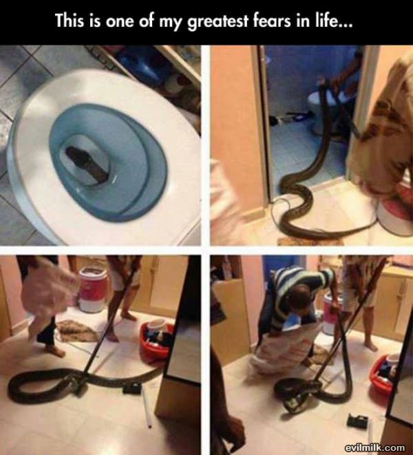 Toilet Snake