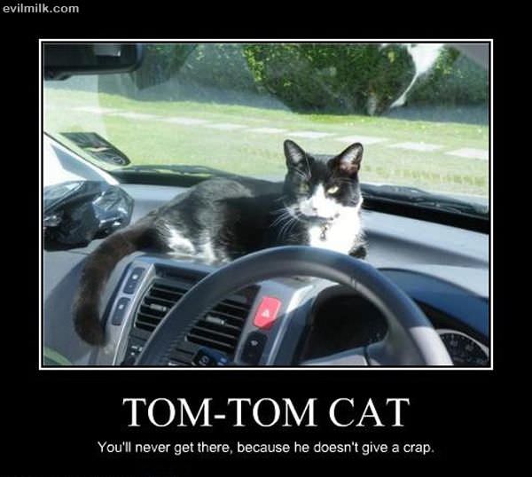 Tom Tom Cat