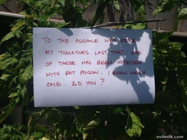 Tomato Thief