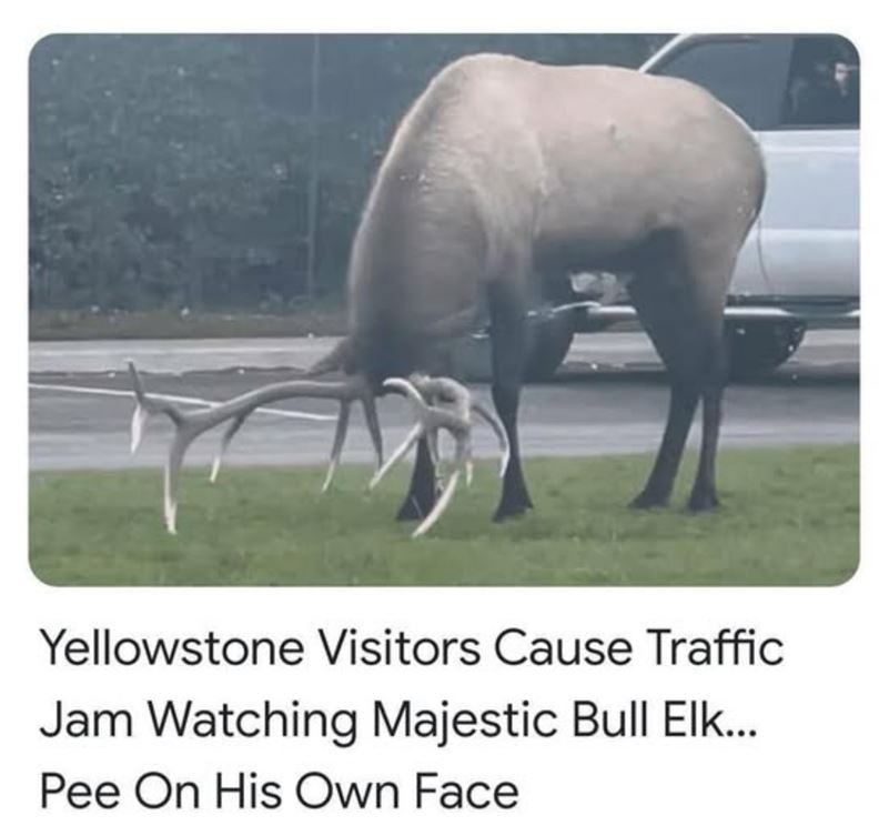 Traffic Jam