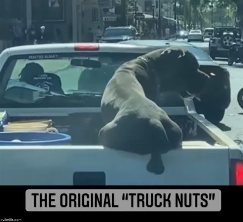 Truck Nuts