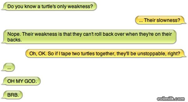 Turtles