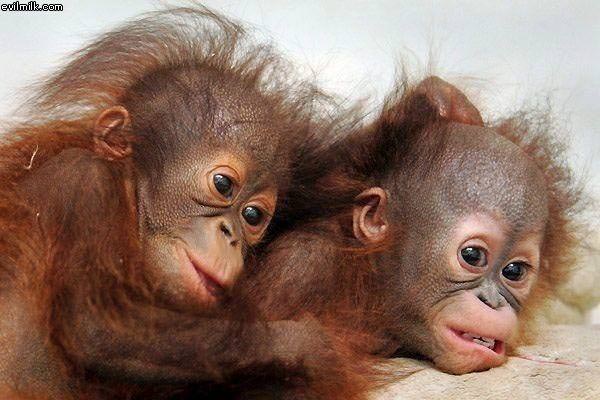 Two Little Monkeys