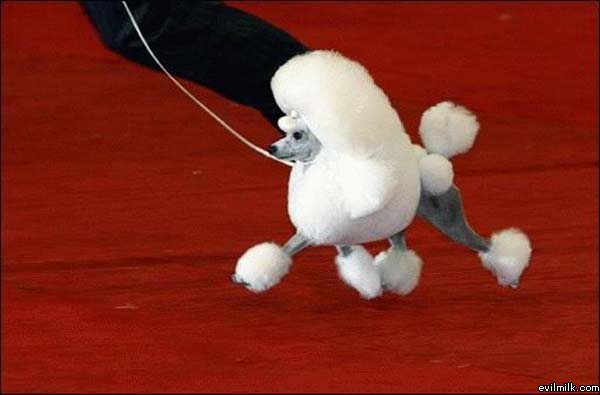 Ulgy Dog