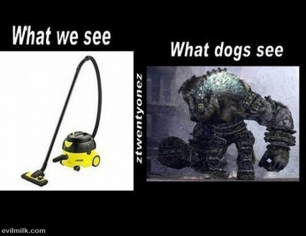 Us Vs Dogs