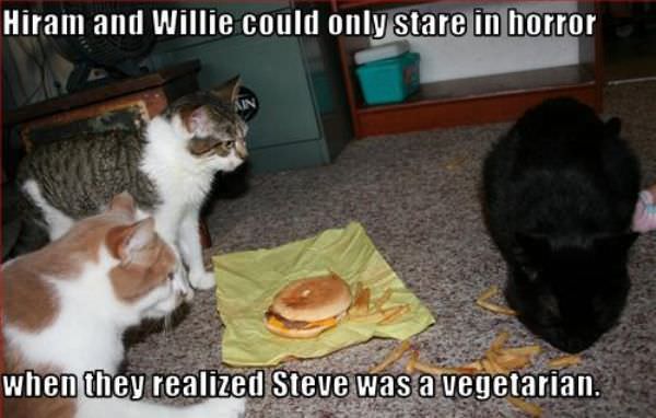 Vegetarian Cat