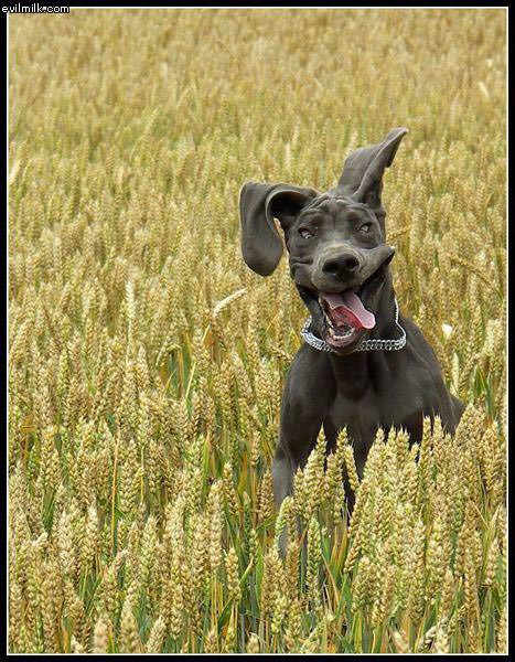 Very Appy Dog