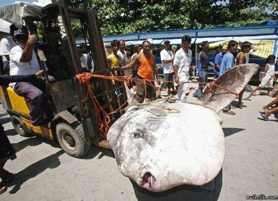 Very Large Fish