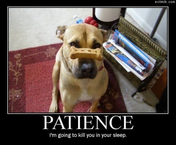 Very Patient Dog