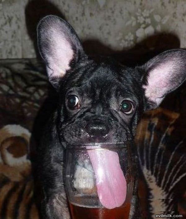 Very Thirsty Dog
