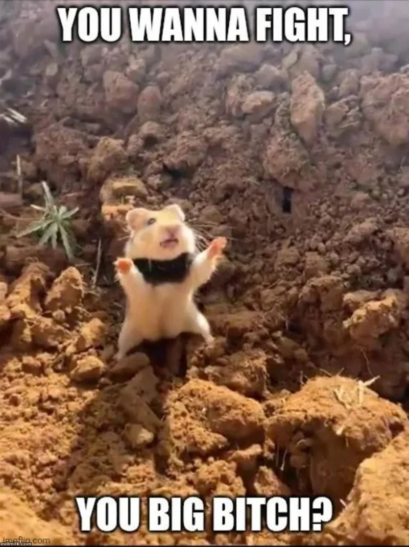 Wanna Fight