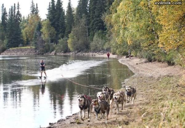 Water Dog Skiing