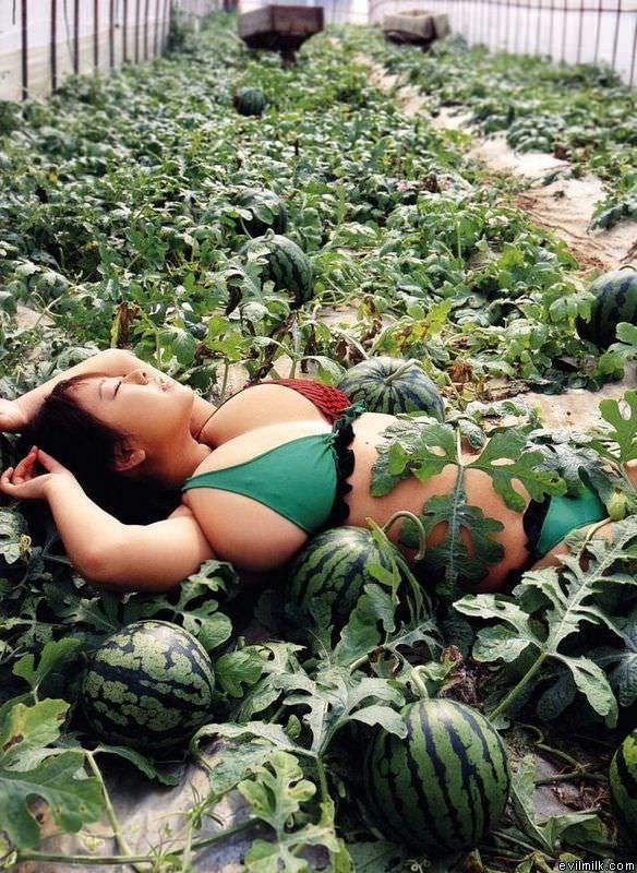 Watermelon Field