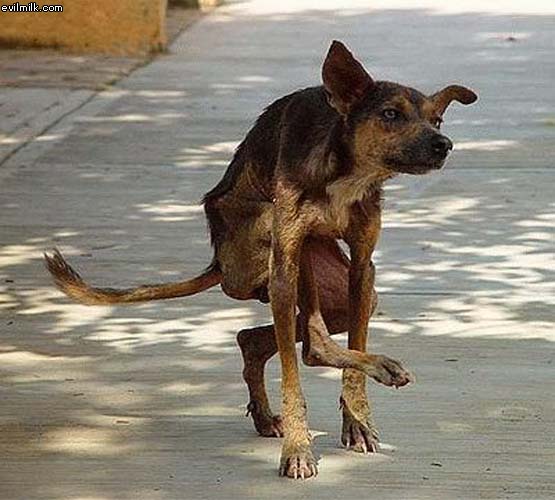 Weird Dog
