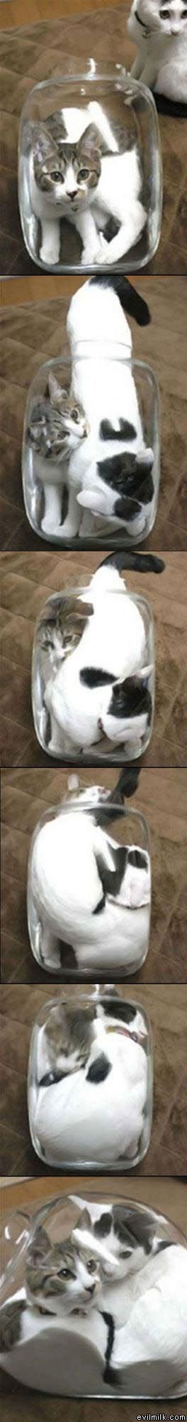 Weirdo Jar Cats