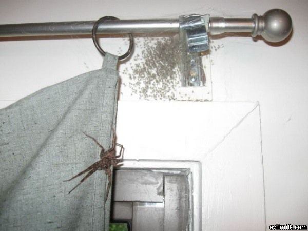 Welcome Home