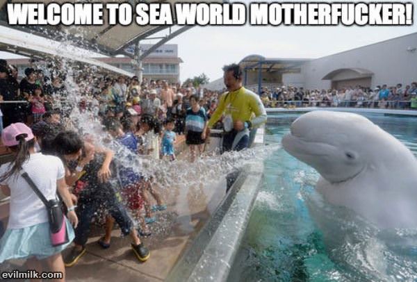 Welcome To Sea World