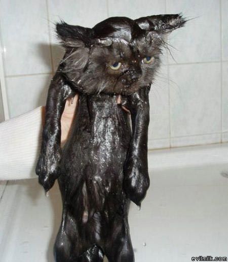 Wet Cat