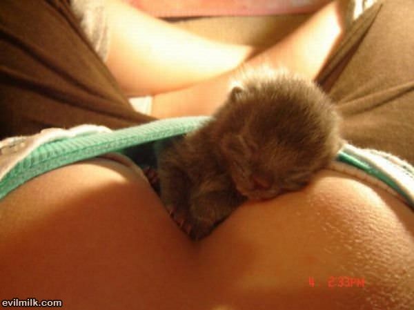 What A Cute Kitten