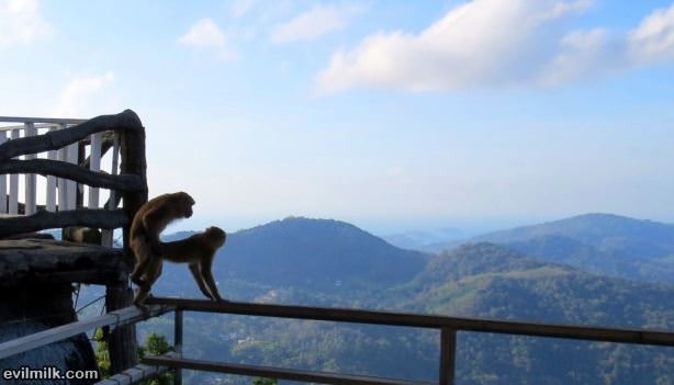 What A View