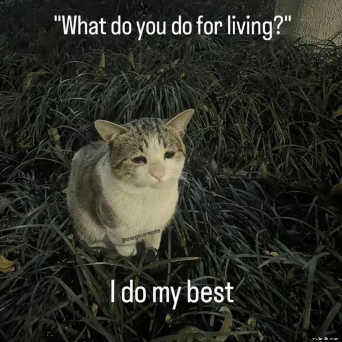 What Do You Do