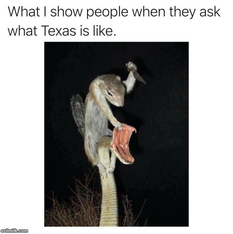 What Is Texas Like