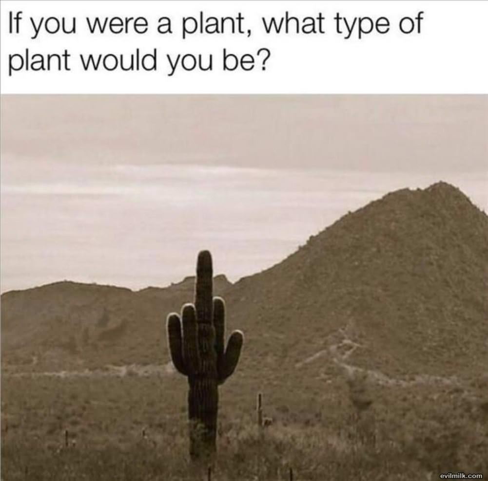 What Type Of Plant