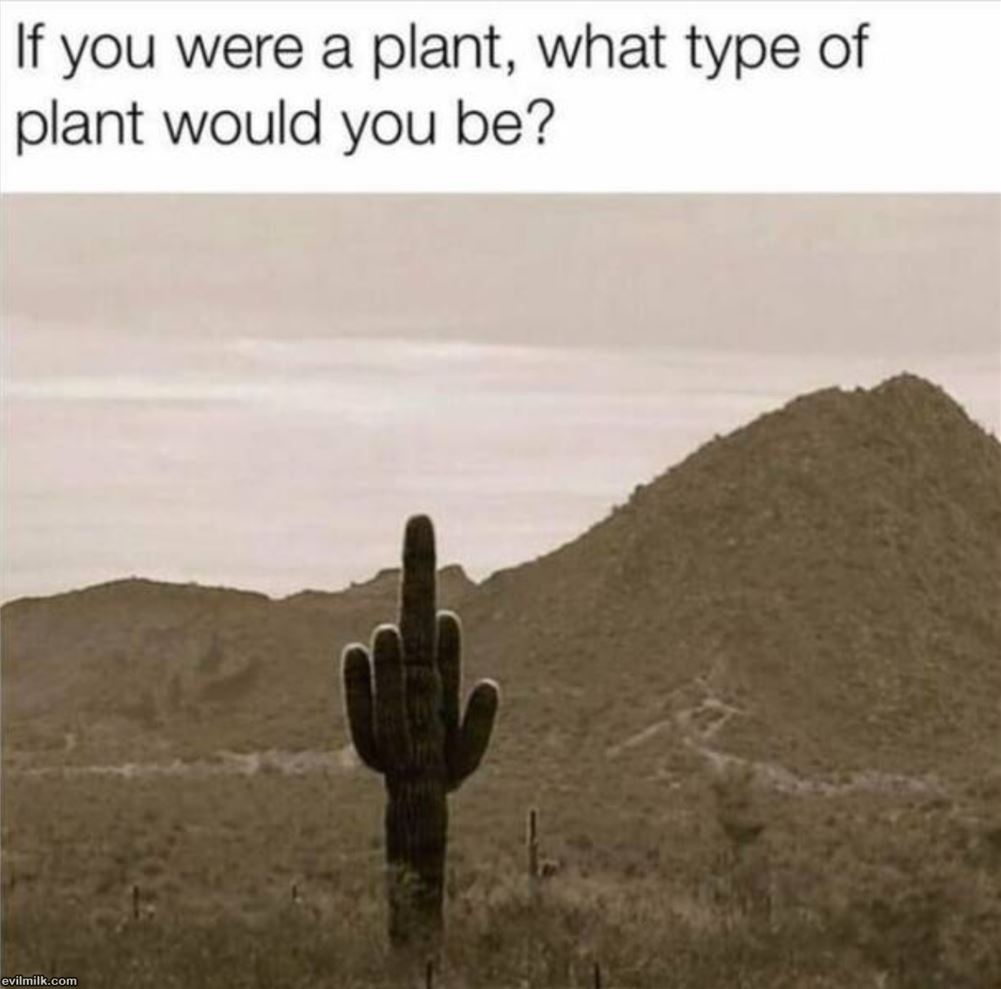 What Type Of Plant