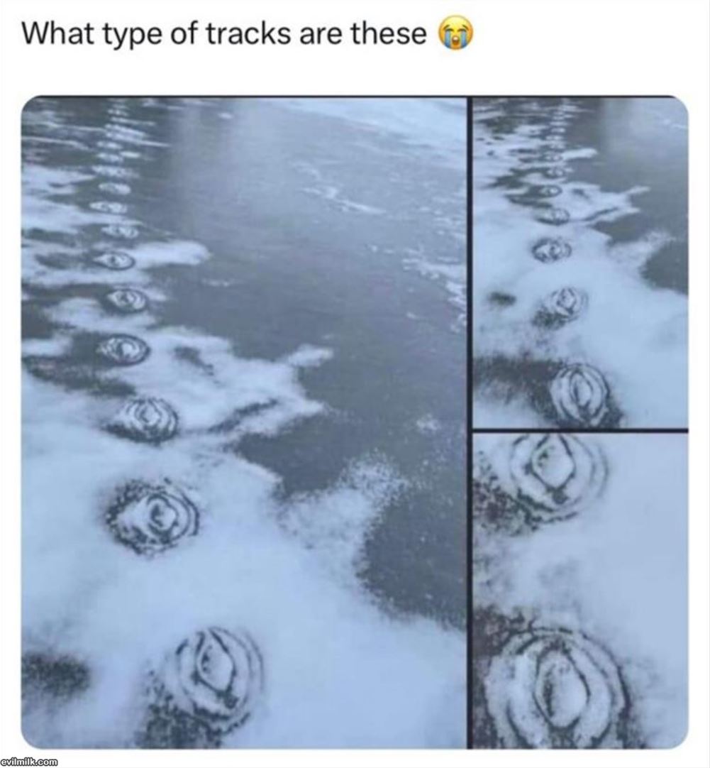 What Type Of Tracks