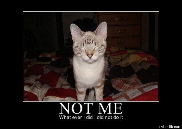 Whatever I Did