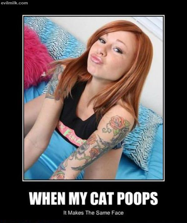 When The Cat Poops