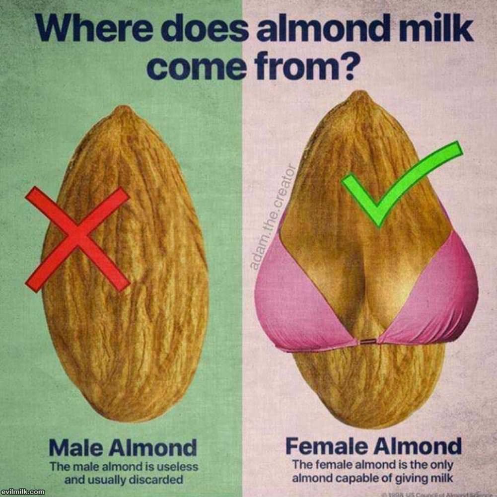 Where Does Almond Milk Come From