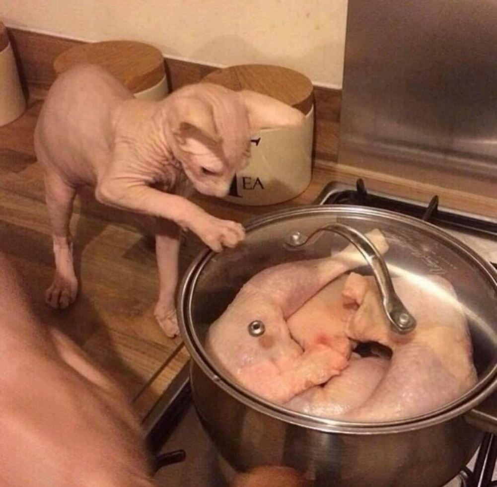 Why Did You Do That