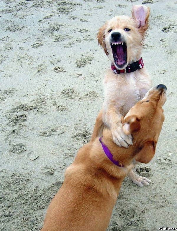 Wild Attack Dog