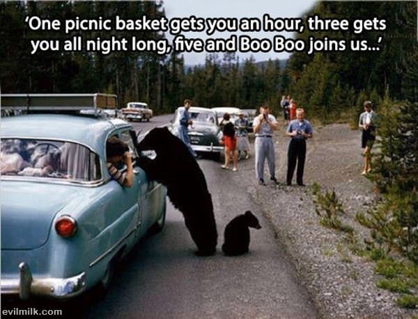 Working Bear