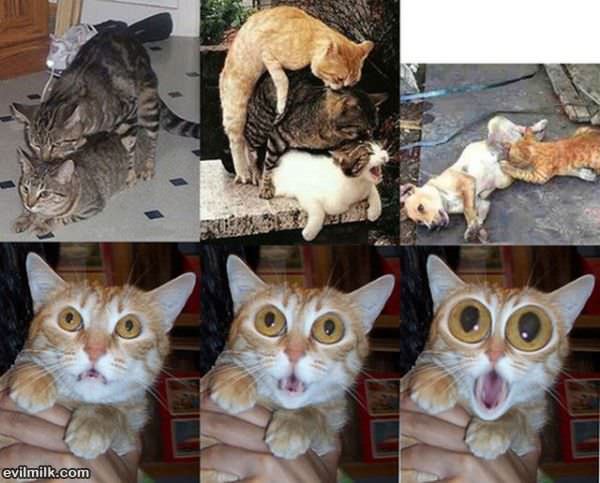 Wtf Cat