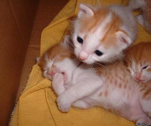 Yawning Kitten