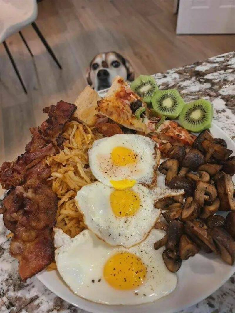 You Animal 221