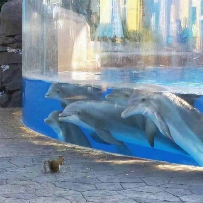 You Animal GIFDUMP 16