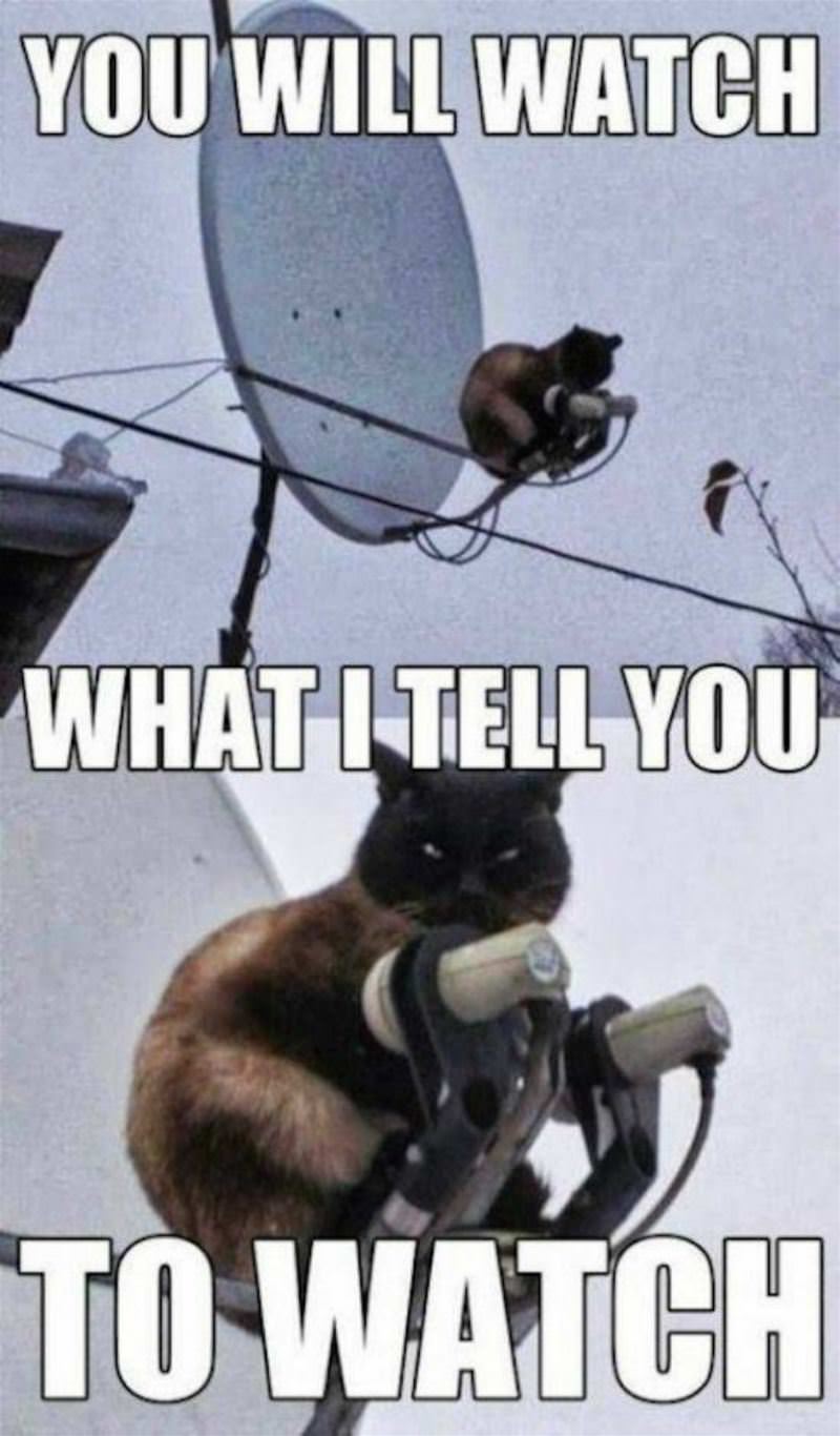 You Animal GIFDUMP 17