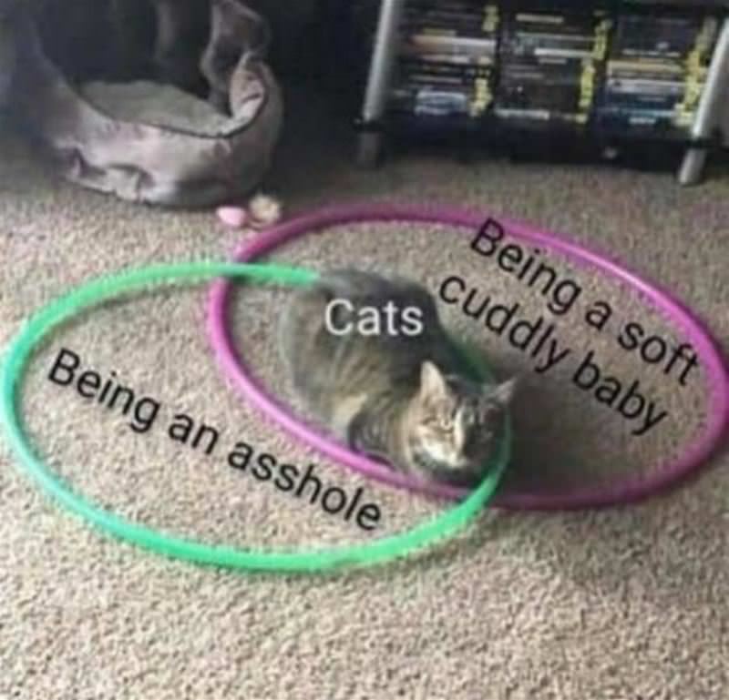 You Animal GIFDUMP 20