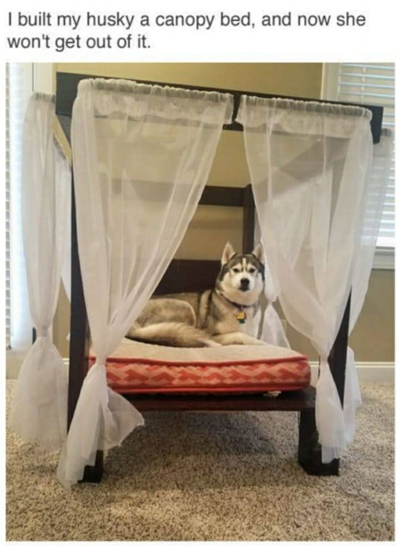 You Animal   GIFDUMP   61